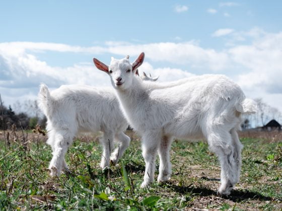 Bolehkah Berqurban untuk Orang Tua yang Sudah Wafat? 10 pexels max bonda 7807849