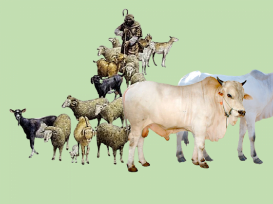 Ringkasan Pembahasan Fiqih Qurban 8 Fiqih Qurban