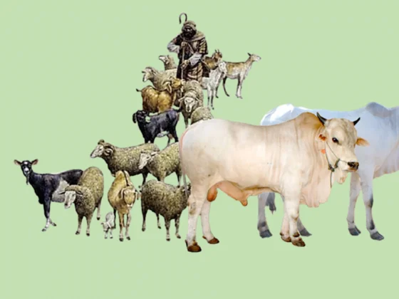 Ringkasan Pembahasan Fiqih Qurban 1 Fiqih Qurban