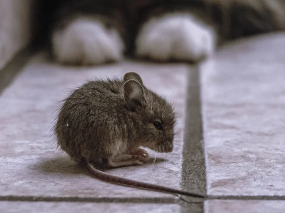 Mu'tamar Tikus 2 Tikus