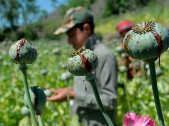Harga Opium Melonjak Karena Taliban Larang Budidaya Opium di Afghanistan 9 Opium