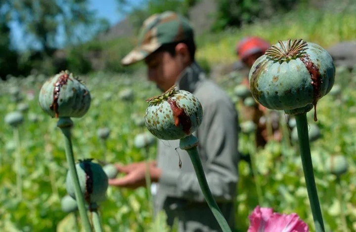 Opium