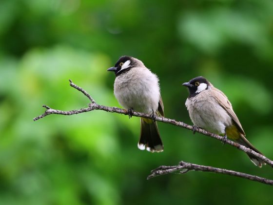 Adab Jima’ (Berhubungan Suami Istri) 4 Bird