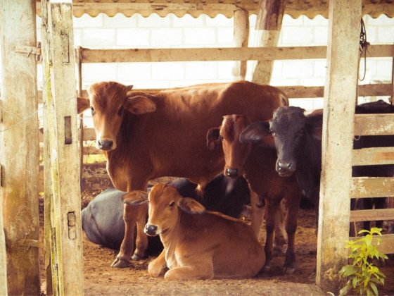 Akhlak Kepada Binatang 7 Sapi Qurban