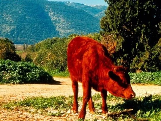 Yahudi Berhasil Temukan Sapi Merah yang Dijanjikan, Diyakini Al-Masih Segera Turun Diawali dengan Robohnya Al-Aqsha 1 Sapi Merah Yahudi