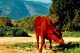 Sapi Merah Yahudi